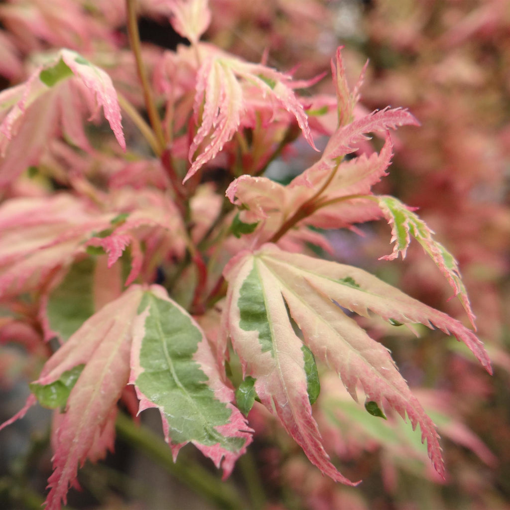 Terrasplant - Japanse Esdoorn - Acer palmatum Iyoshi - Roze - 1 Plant - Bladverliezend - Pot 19cm Hoogte 70cm