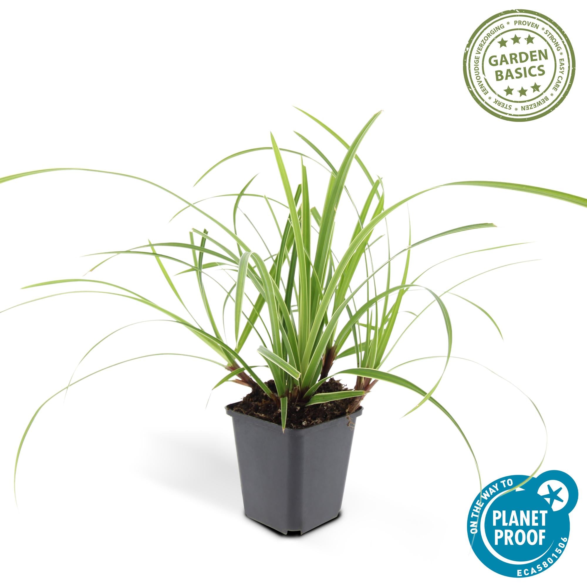 Carex morrowii 'Ice Dance' - â†•10-25cm - Ã˜9cm 1x