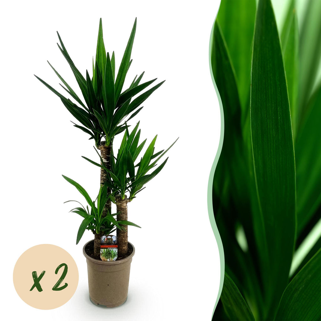Kamerplant - Yucca elephantipes - Yucca - Weinig onderhoud - Groen - 2 - Pot 21cm - Hoogte 100cm