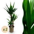 Kamerplant - Yucca elephantipes - Yucca - Weinig onderhoud - Groen - 2 - Pot 21cm - Hoogte 100cm