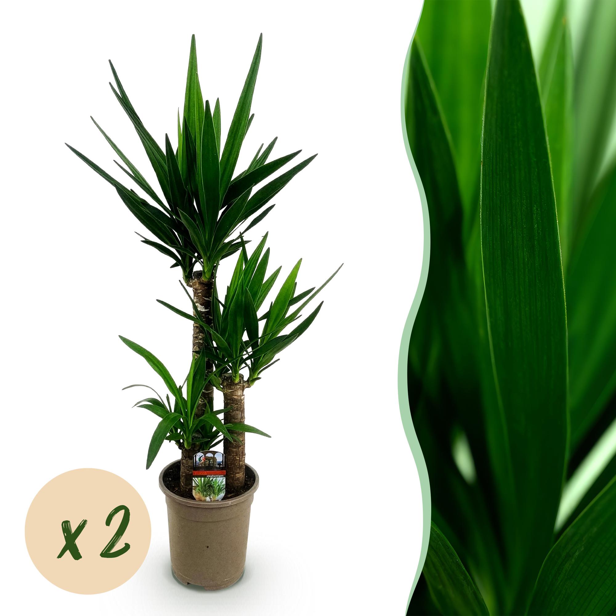 Kamerplant - Yucca elephantipes - Yucca - Weinig onderhoud - Groen - 2 - Pot 21cm - Hoogte 100cm