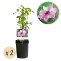 Klimplant - Clematis Pink Fantasy - Bloem Roze - Weinig onderhoud -2 planten -  Pot 11cm Hoogte 40cm