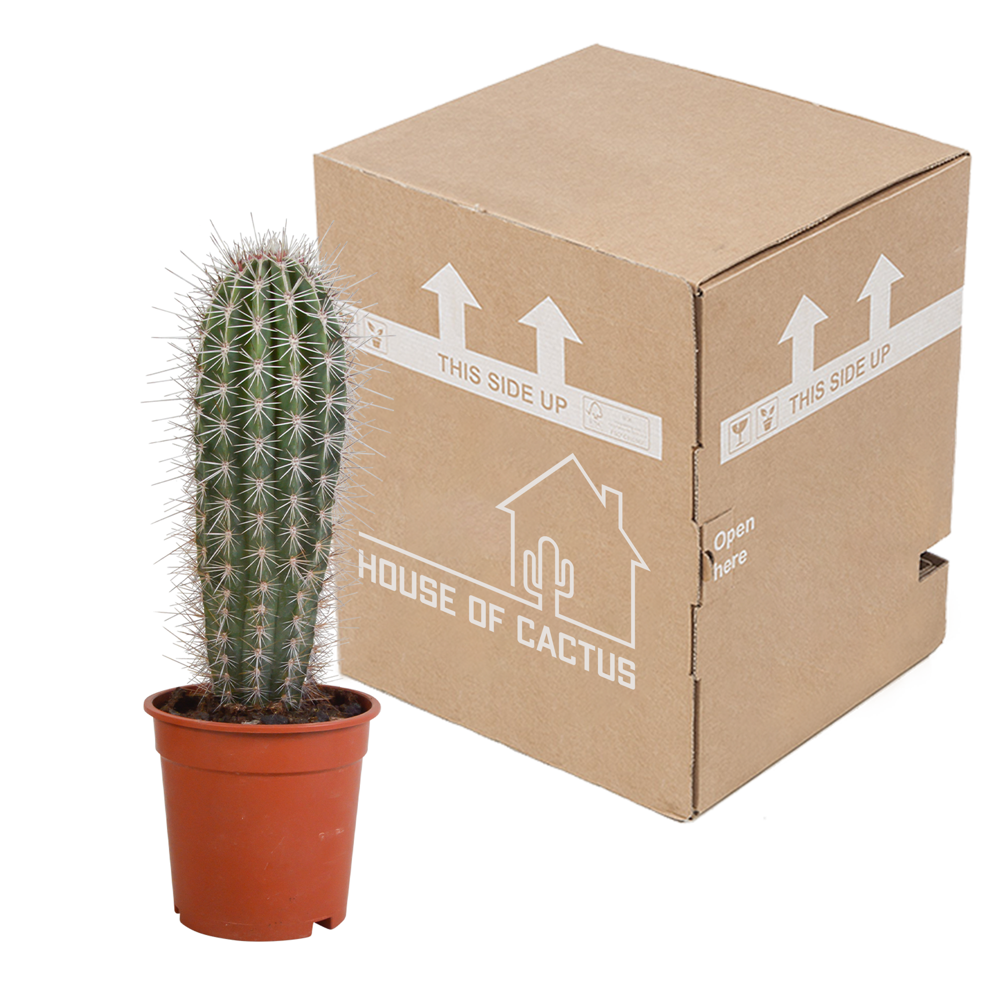 Pachycereus pringlei - 17cm - zonder pot
