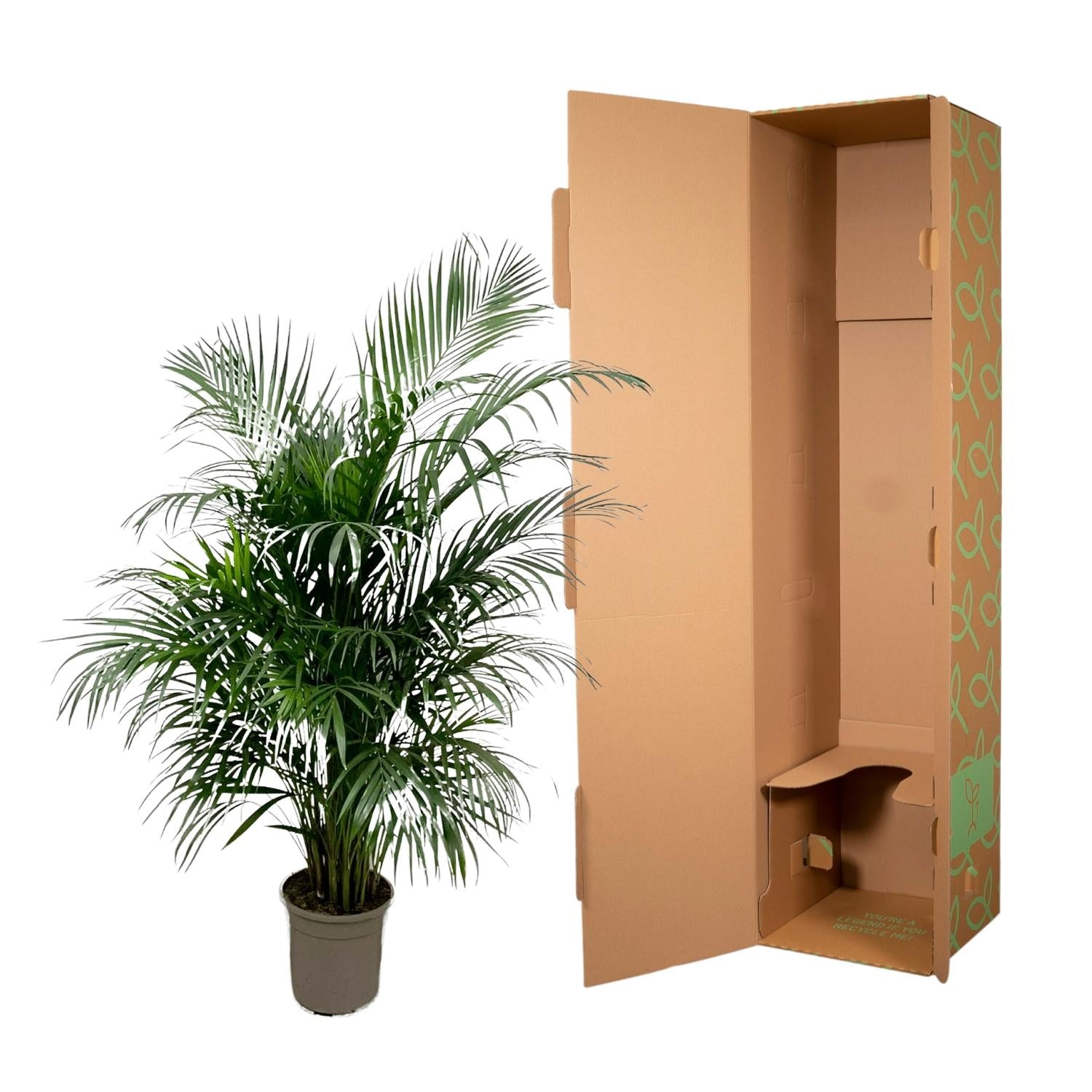 Dypsis Lutescens (Areca palm) 140 cm - ø21-24