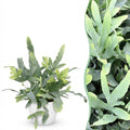 Kamerplant - Phlebodium aureum Blue Star - Blauwe Varen - Huisdiervriendelijke Plant - Blauw - 1 Plant - met Potter Wit - Pot 12cm - Hoogte 25cm