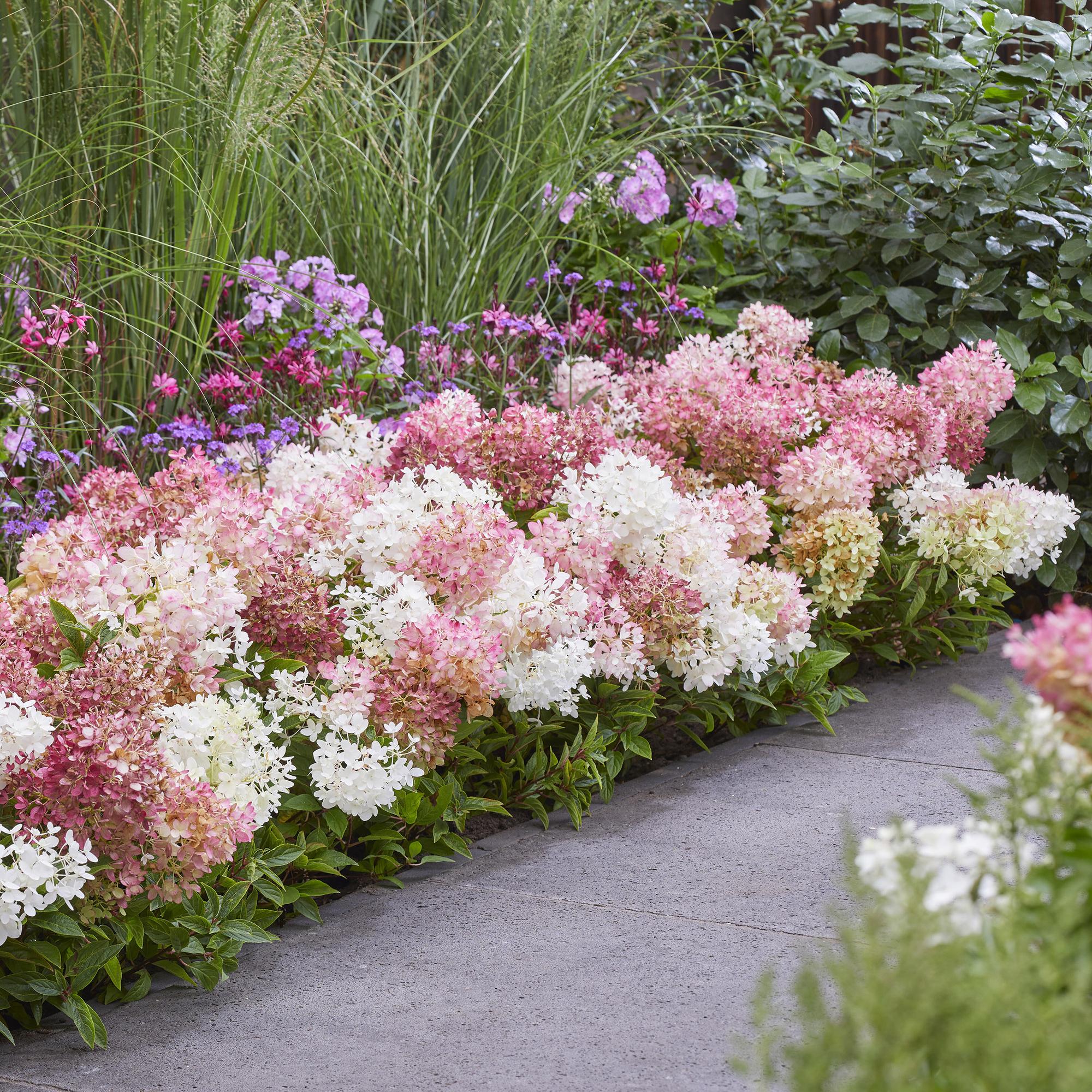 Tuinplant - Hydrangea panniculata Groundbreaker Blush - Pluimhortensia - Winterhard - Roze - 2 Planten - Pot 14cm - Hoogte 20-25cm