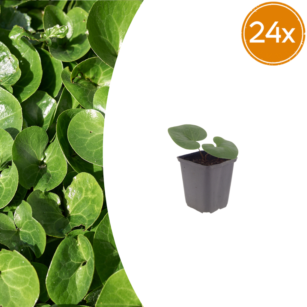24x Asarum europaeum - ↕10-25cm - Ø9cm