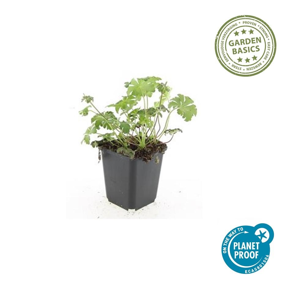 24x Geranium cant. 'Cambridge' - ↕10-25cm - Ø9cm