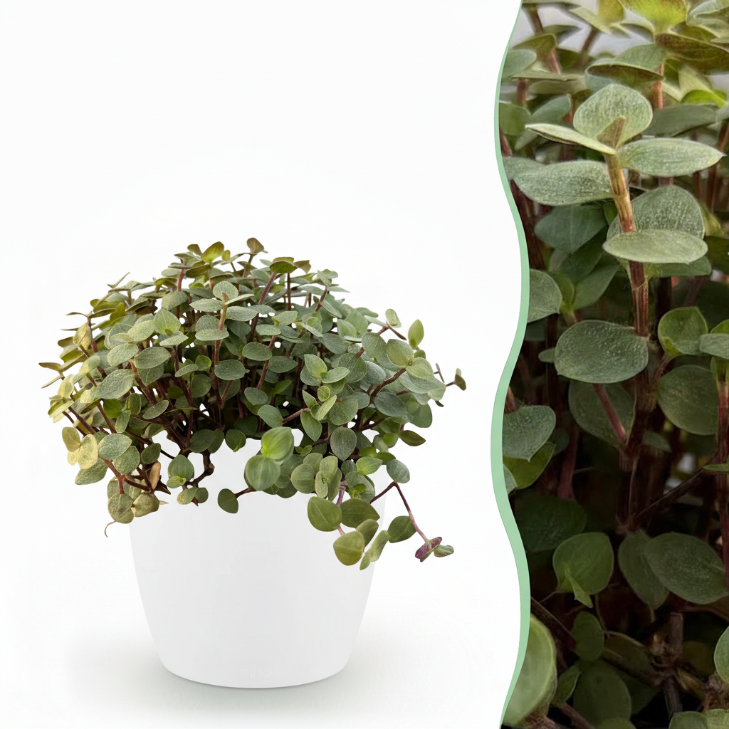Kamerplant - Calissia repens - Kattengras - Huisdiervriendelijk - Groen - 1 Plant - met Potter Wit - Pot 12cm - Hoogte 17-20cm