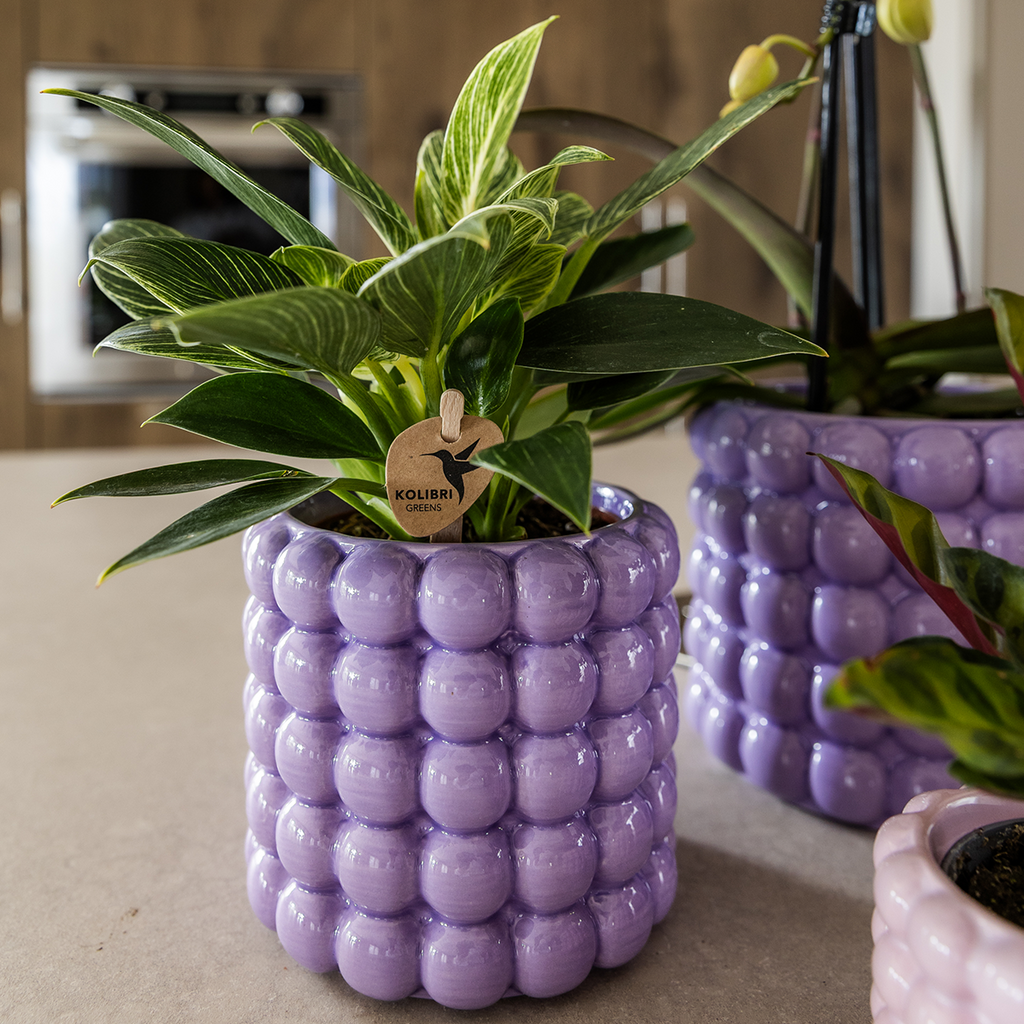 Kolibri Orchids | Plantenset Poppy Paars | Witte Lausanne orchidee 12 cm + groene plant 9 cm incl. sierpotten – vers van de kweker