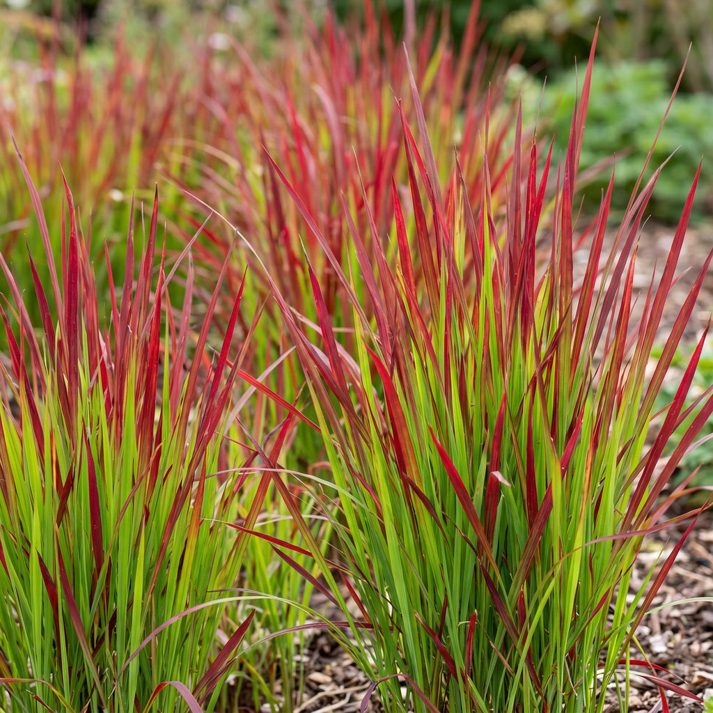 Grassen - Imperata cylindrica Red Baron - Japans bloedgras - Rode uitlopers - Rood - 24 Planten - Pot 11cm - Hoogte 15-25cm