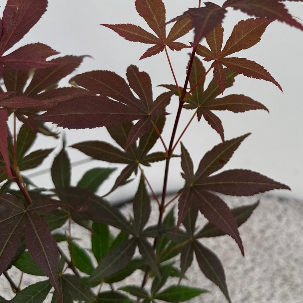 Tuinplant - Acer palmatum Atropurpureum - Paars - 3 Planten - Blad verliezend - Weinig Onderhoud - Pot 12cm Hoogte 35cm
