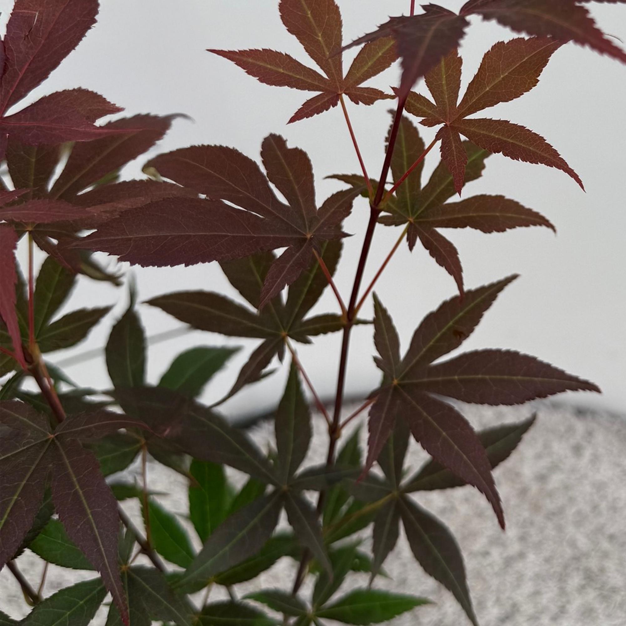 Tuinplant - Acer palmatum Atropurpureum - Paars - 3 Planten - Blad verliezend - Weinig Onderhoud - Pot 12cm Hoogte 35cm