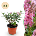 Tuinplant - Buddleja davidii Butterfly Candy Little Pink - Vlinderstruik - Compact - Roze - 3 Planten - Pot 12cm - Hoogte 20-25cm