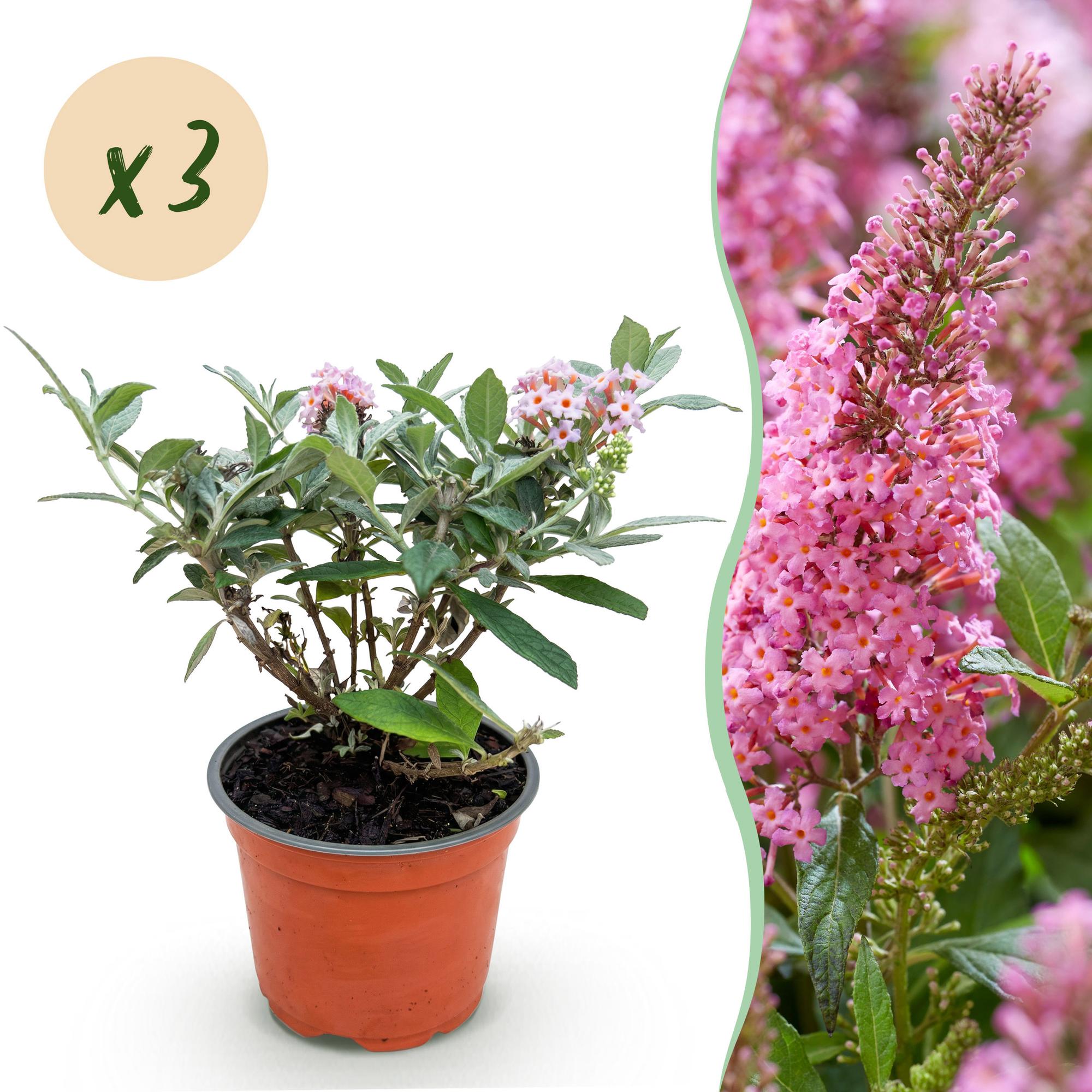 Tuinplant - Buddleja davidii Butterfly Candy Little Pink - Vlinderstruik - Compact - Roze - 3 Planten - Pot 12cm - Hoogte 20-25cm