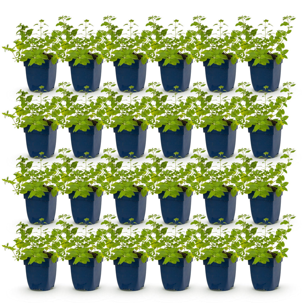 Vasteplant - Nepeta faassenii 'Six Hills Giant' - Kattenkruid - Bijen- en vlinderlokkers - Paars - 24 Planten - Pot 11cm - Hoogte 15-25cm