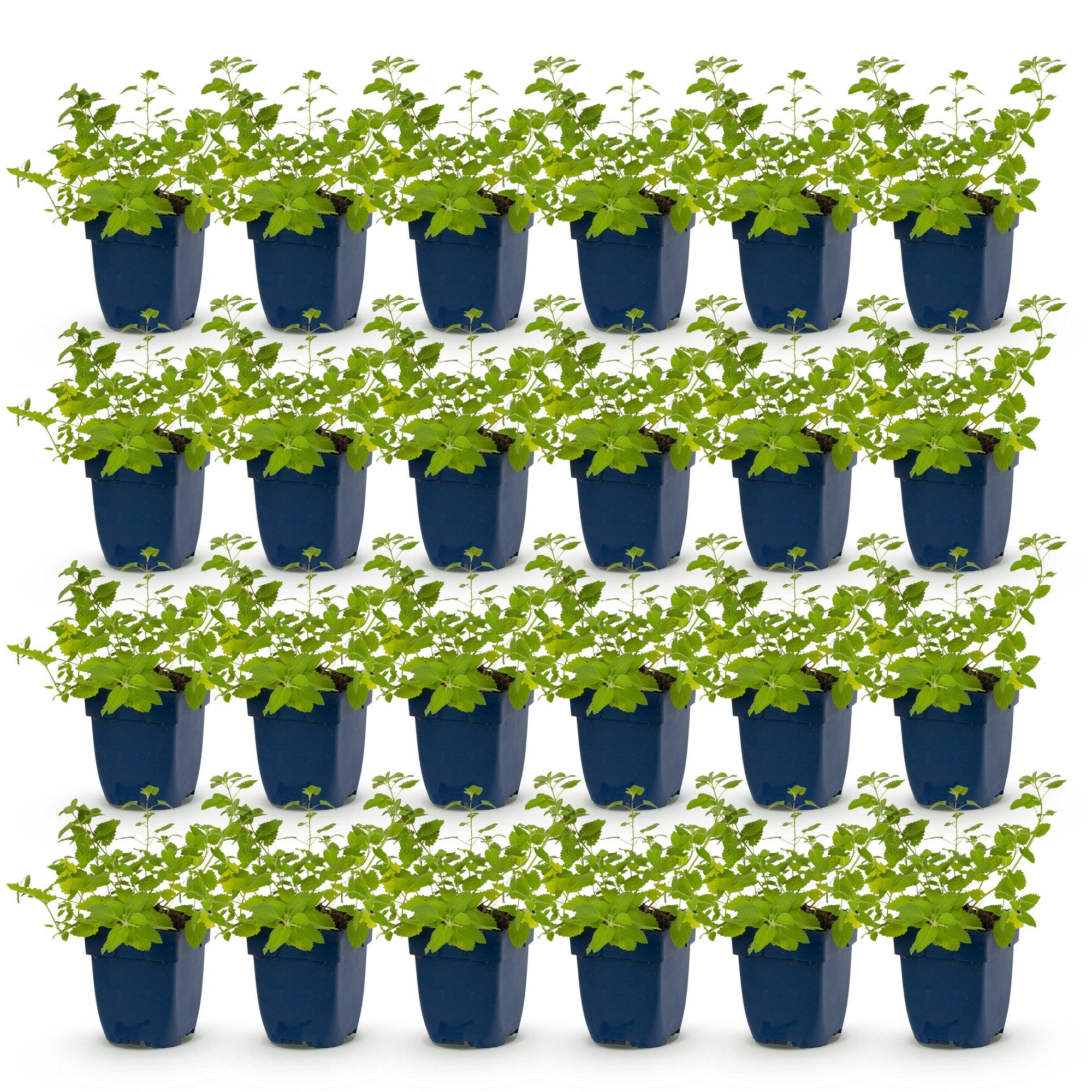 Vasteplant - Nepeta faassenii 'Six Hills Giant' - Kattenkruid - Bijen- en vlinderlokkers - Paars - 24 Planten - Pot 11cm - Hoogte 15-25cm