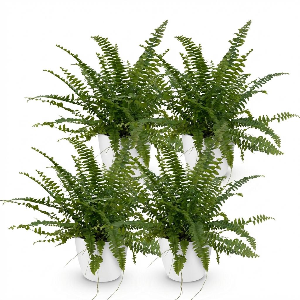 Kamerplant - Nephrolepsis exaltata Green Lady - Varen - Huisdiervriendelijke Plant - Groen - 4 Planten - met Potter Wit - Pot 12cm - Hoogte 25cm