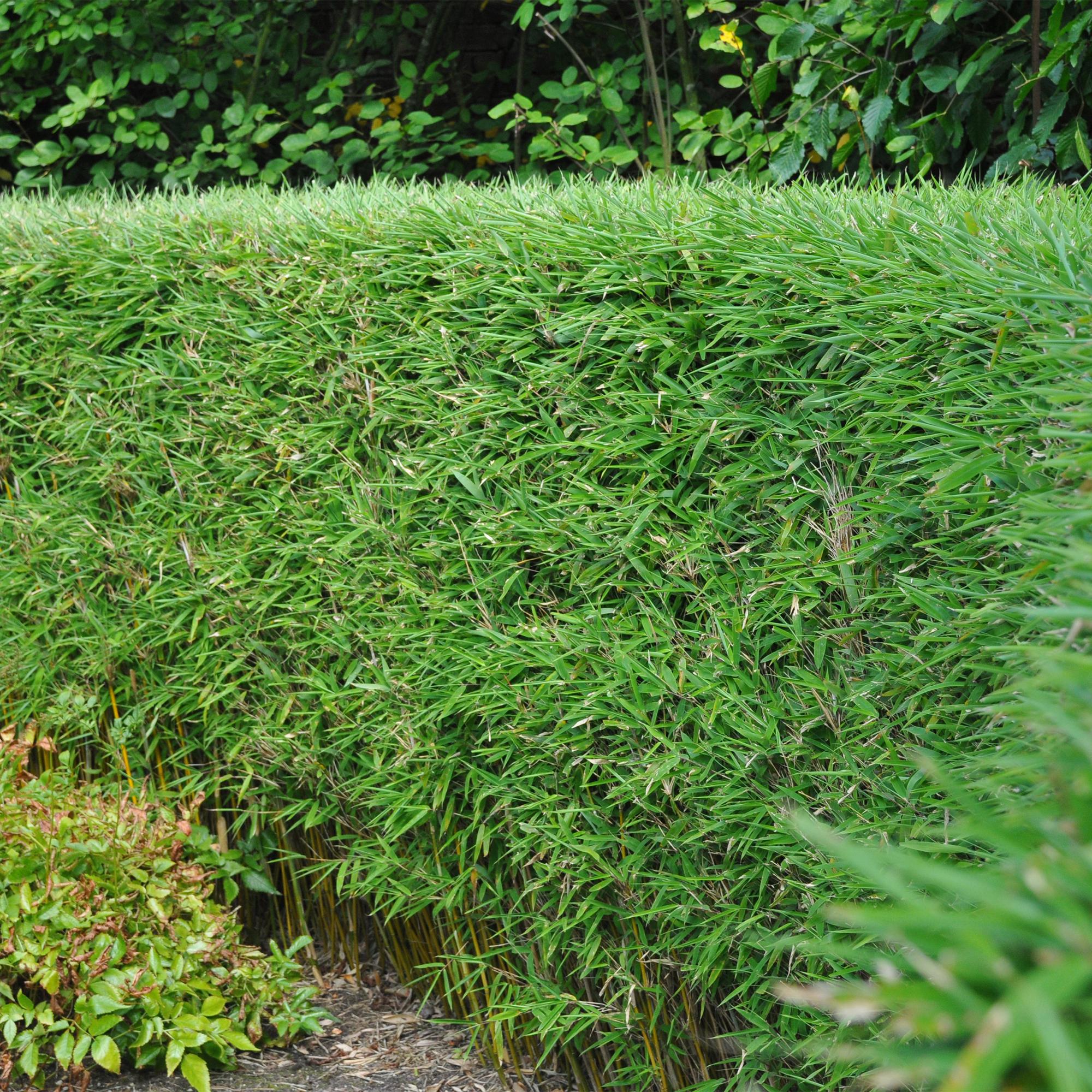 Bamboe - Fargesia rufa - Groen - 2 Planten - Bladhoudend - Niet Woekerend- Pot 14cm Hoogte 35cm