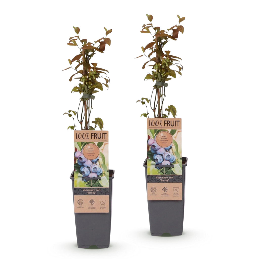 Fruitplant - Vaccinium corymbosum Jersey - Bosbes - Winterhard - Blauwe Bes - 2 Planten - Pot 15cm - Hoogte 50cm
