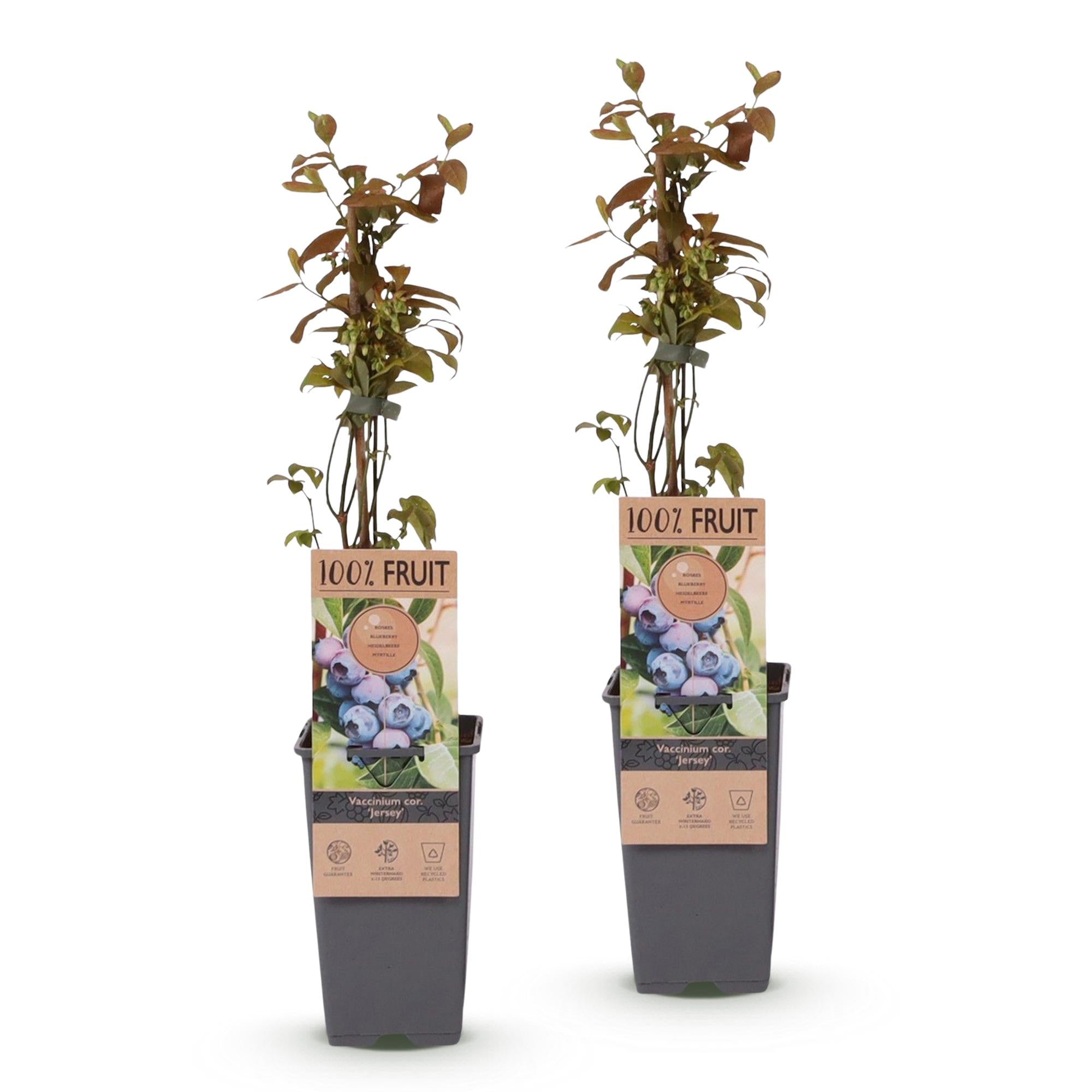 Fruitplant - Vaccinium corymbosum Jersey - Bosbes - Winterhard - Blauwe Bes - 2 Planten - Pot 15cm - Hoogte 50cm