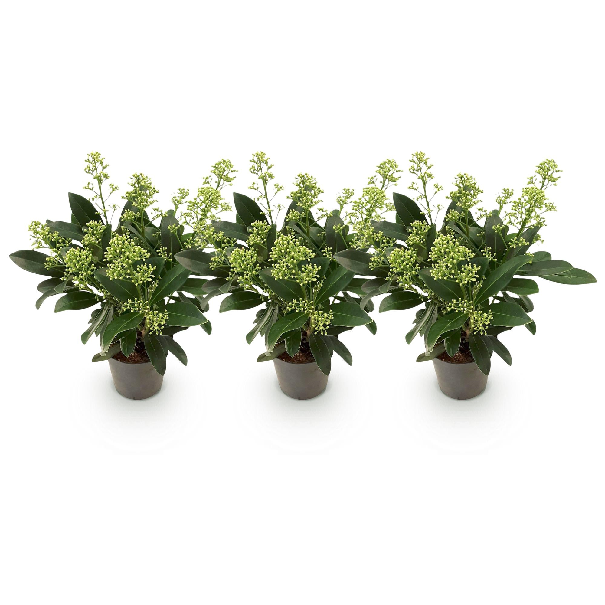 Terrasplant - Skimmia japonica Finchy - Bloem Wit - 10+ Bloemen - 3 Planten - Winterhard - Pot 10,5cm Hoogte 25cm