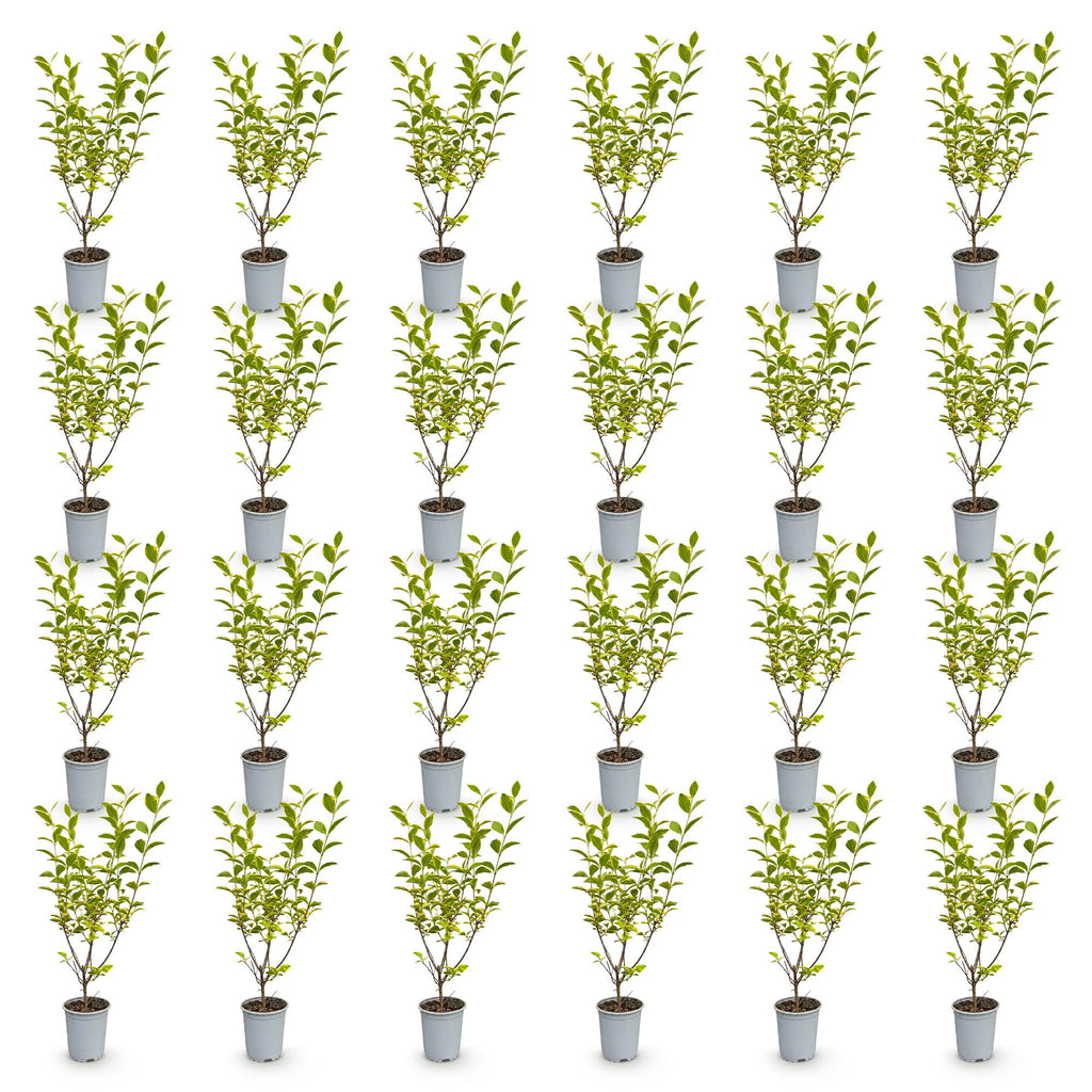 24x Ligustrum ovalifolium Aureum - Bontbladige Liguster - Haagplanten - Groenblijvend - Bont - Pot 9cm - Hoogte 35-45cm