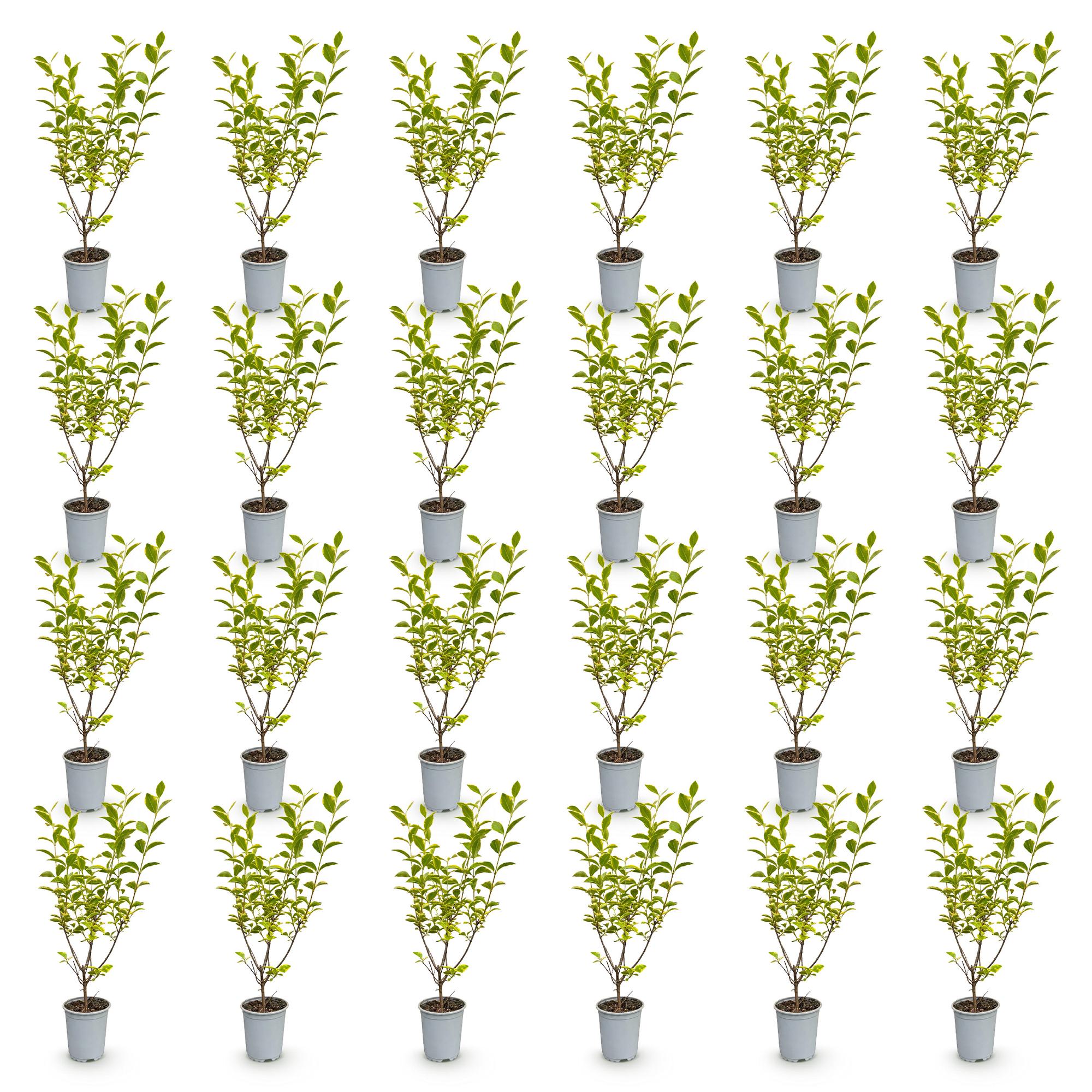 24x Ligustrum ovalifolium Aureum - Bontbladige Liguster - Haagplanten - Groenblijvend - Bont - Pot 9cm - Hoogte 35-45cm