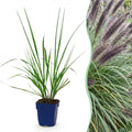 Grassen - Pennisetum alop. Black Beauty - Lampenpoetsergras - Met Pluim - Groen - 6 Planten - Pot 11cm - Hoogte 15-25cm