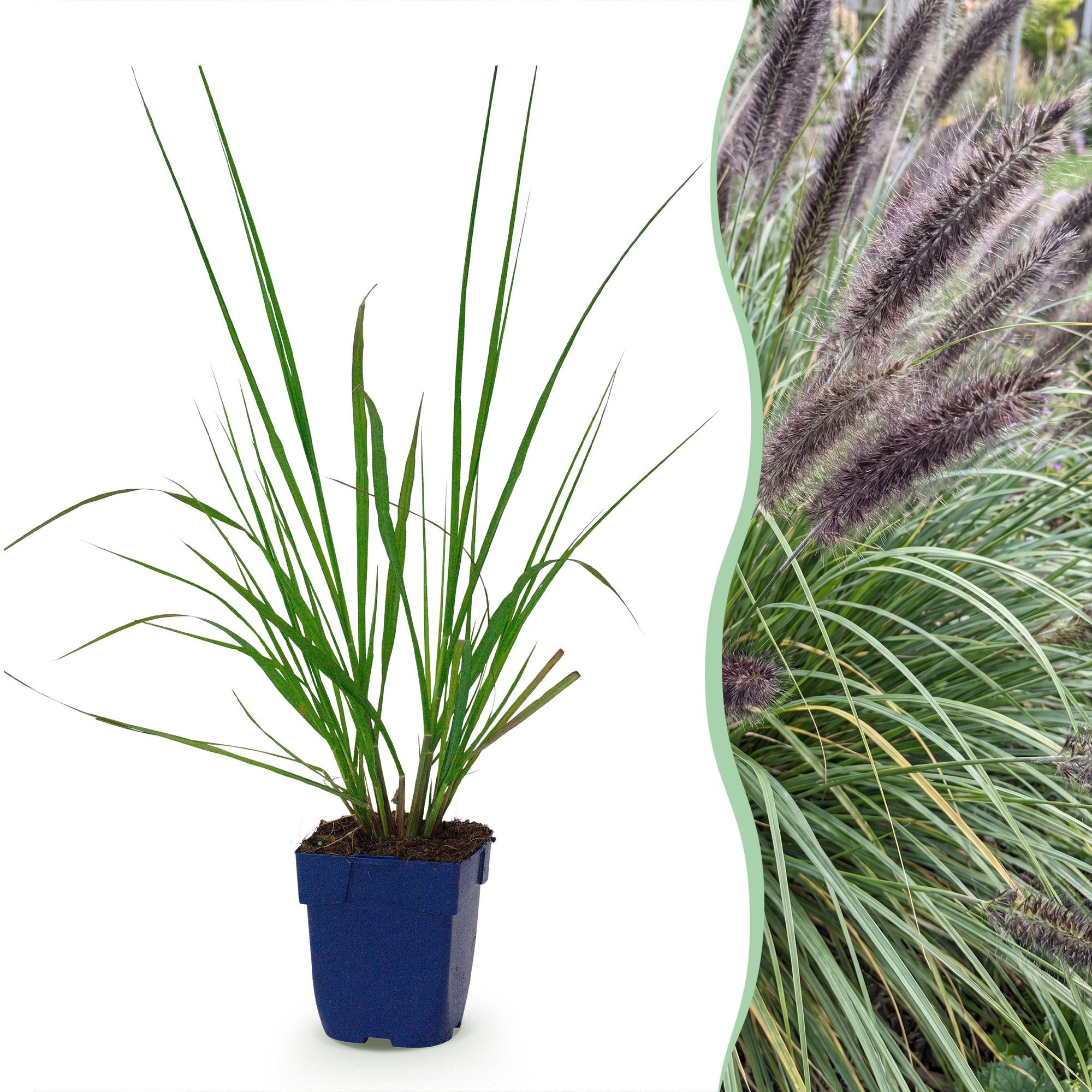 Grassen - Pennisetum alop. Black Beauty - Lampenpoetsergras - Met Pluim - Groen - 6 Planten - Pot 11cm - Hoogte 15-25cm