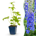 Vasteplant - Delphinium (P) Blue Bird - Ridderspoor - Bijen en Vlinderlokkers - Blauw - 3 Planten - Pot 11cm - Hoogte 15-25cm