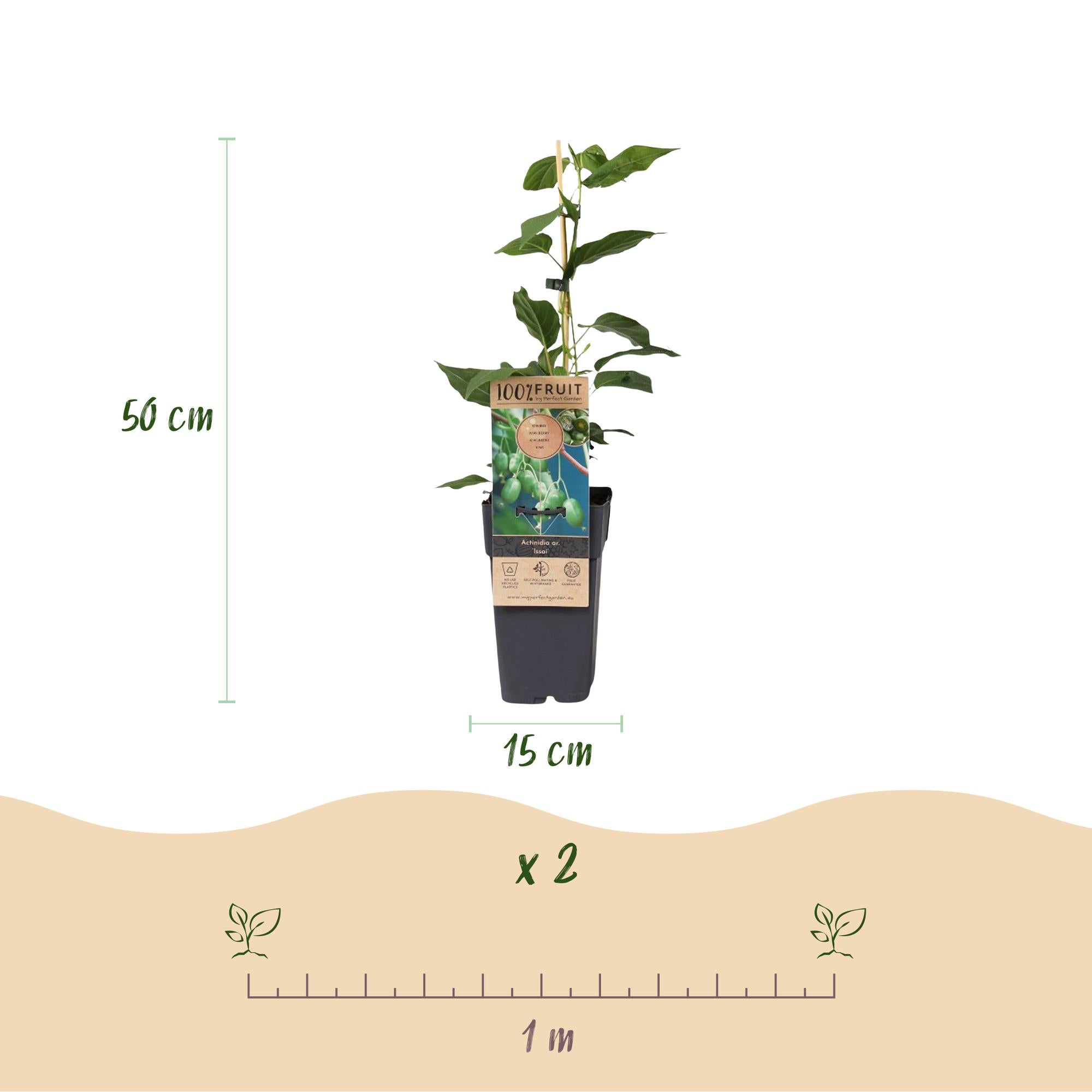 Fruitplant - Acitinidia arguta Issai - Kiwiplant - Zelfbestuivend - Groene Vrucht - 2 Planten - Pot 15cm - Hoogte 50cm
