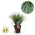Siergrassen - Carex comans Frosted Curls - Groen - 4 Planten - Bladhoudend - Weinig Onderhoud - Pot 17cm Hoogte 50cm