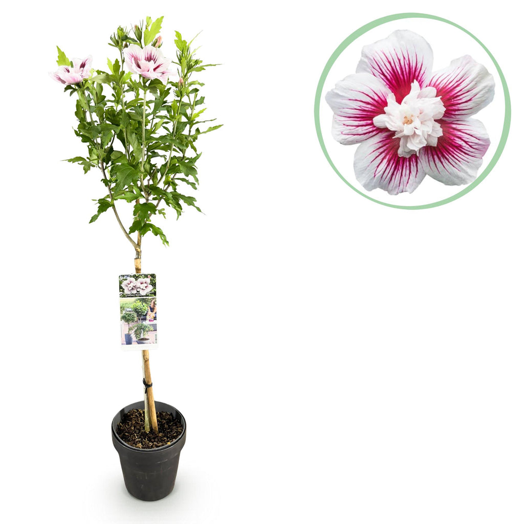 Plante sur Tige - Hibiscus syriacus Starburst Chiffon® - Plante de Terrasse - Feuilles Caduques - Résistant à l'Hiver - Fleur Blanc-Rose - Pot 19cm Hauteur 90cm