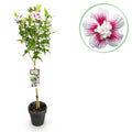 Plante sur Tige - Hibiscus syriacus Starburst Chiffon® - Plante de Terrasse - Feuilles Caduques - Résistant à l'Hiver - Fleur Blanc-Rose - Pot 19cm Hauteur 90cm