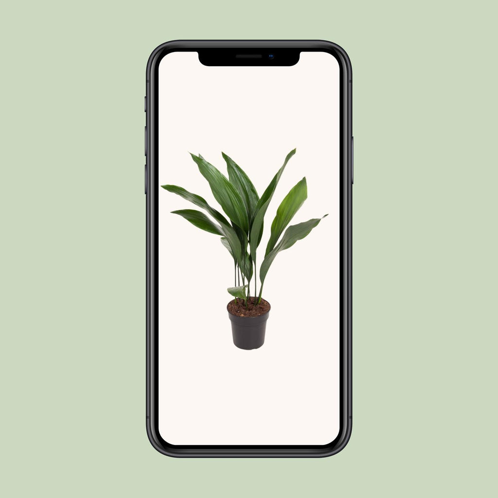 Aspidistra Elatior - Ø17cm - ↕70cm