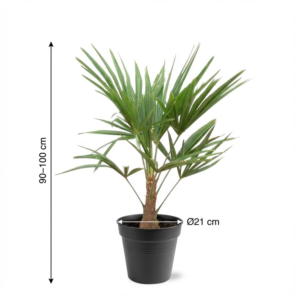 Trachycarpus Fortunei - 85-100cm - Ø21