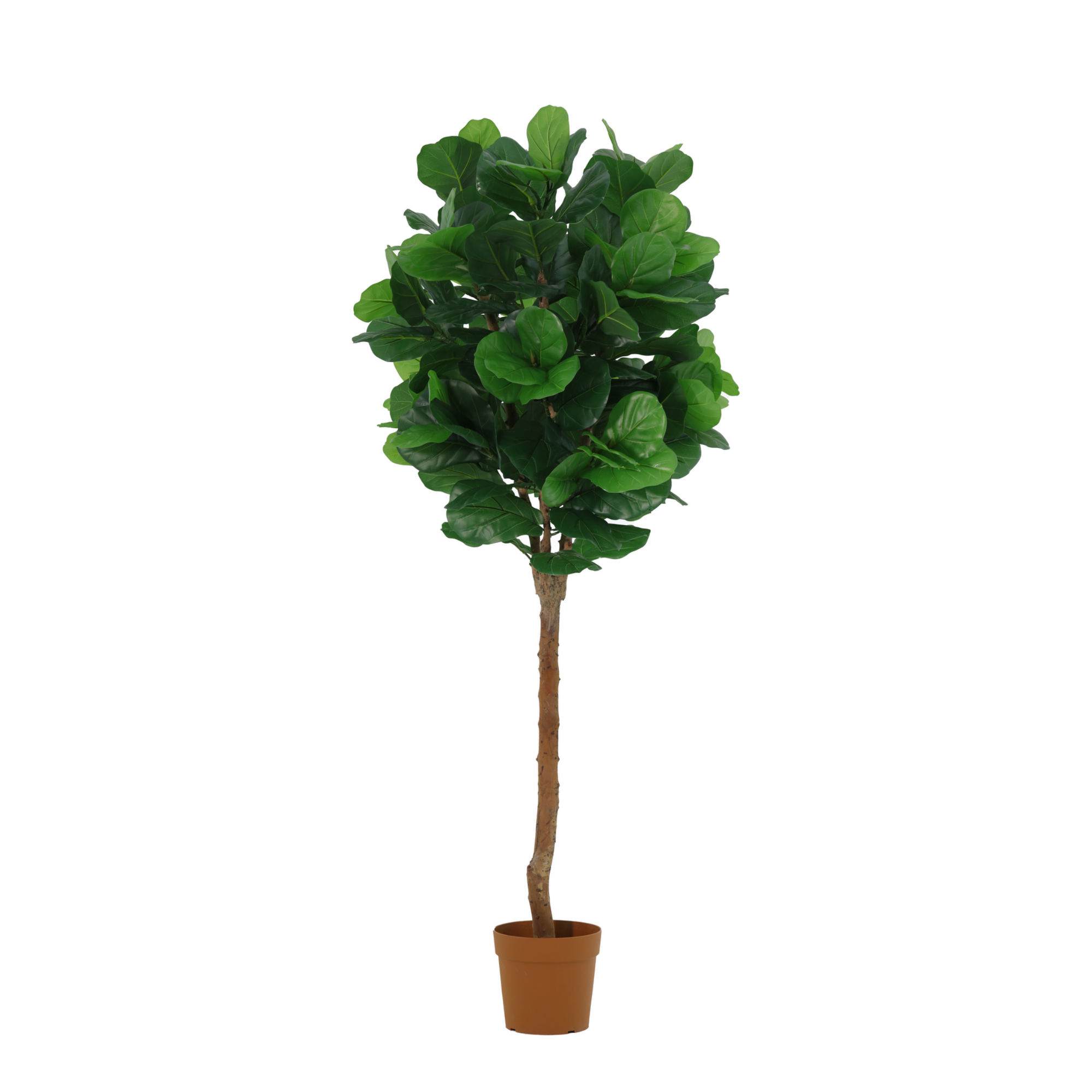 ARTIFICIAL Ficus lyrata tree - 180cm