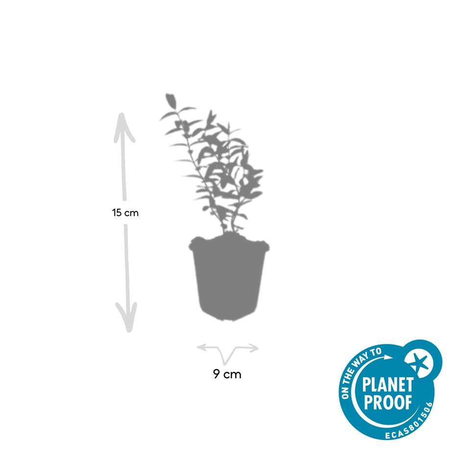 24x Hypericum 'Hidcote' - ↕10-25cm - Ø9cm