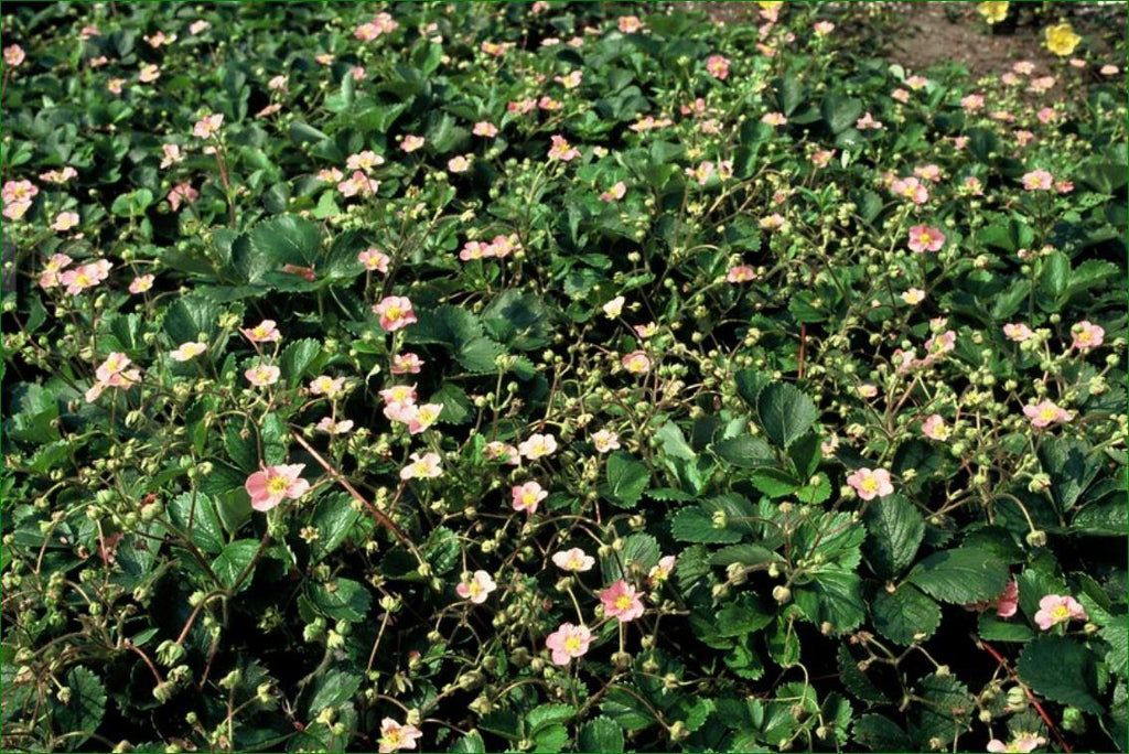 24x Fragaria vesca - ↕10-25cm - Ø9cm