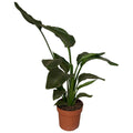 Strelitzia Nicolai 2pp - Ø17cm - ↕65cm