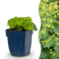 Vasteplant - Alchemilla mollis - Vrouwenmantel - Bodembedekkend - Geel - 12 Planten - Pot 11cm - Hoogte 15-25cm