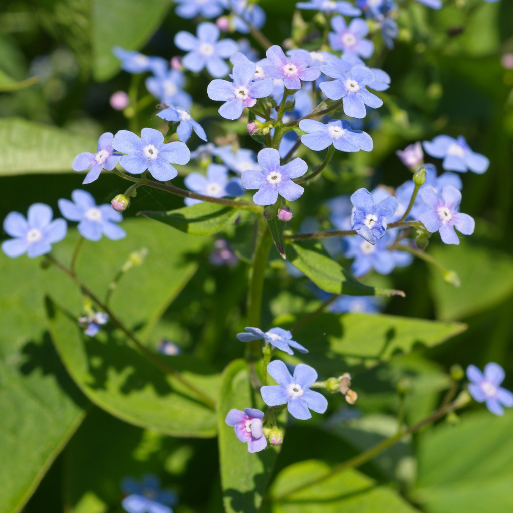 24x Brunnera macrophylla - ↕10-25cm - Ø9cm