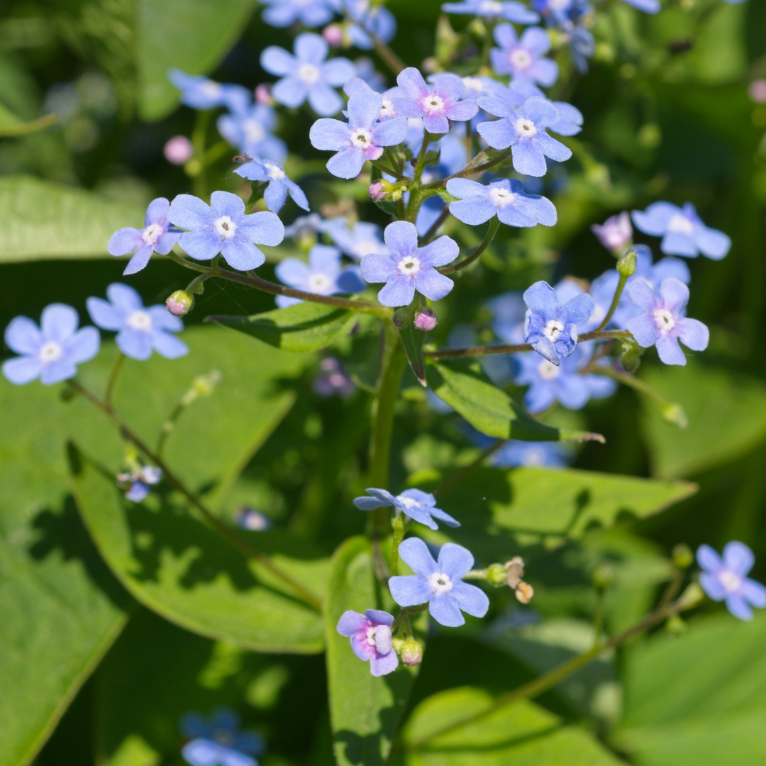 24x Brunnera macrophylla - ↕10-25cm - Ø9cm