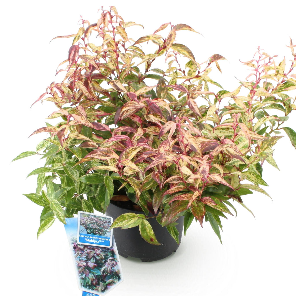 Tuinplant - Leucothoe Makijaz - Bruin - 1 Plant - Groenblijvend - Weinig Onderhoud - Pot 17cm Hoogte 45cm