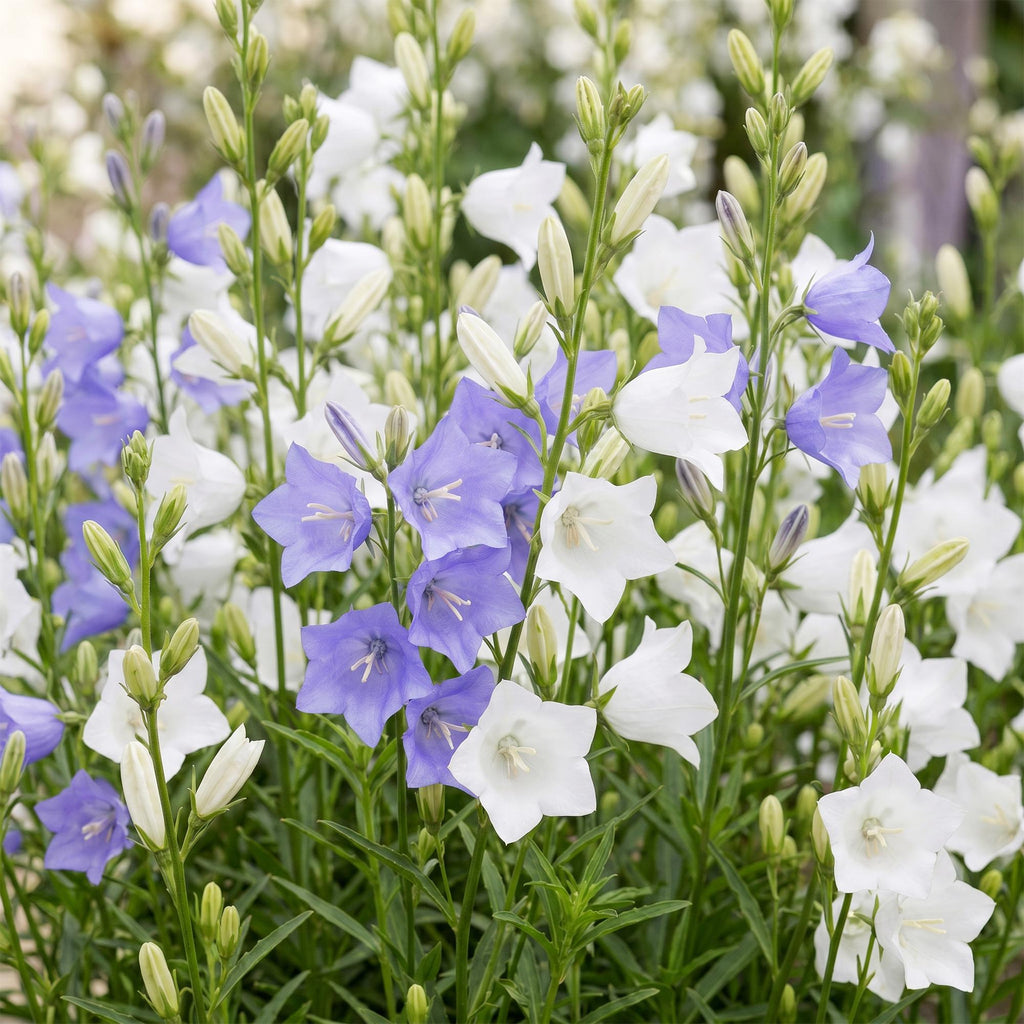 Vasteplant - Campanula persicaria Duo - Perzikbladklokje - Bijen- en vlinderlokkers - Blauw - Wit - 12 Planten - Pot 11cm - Hoogte 15-25cm