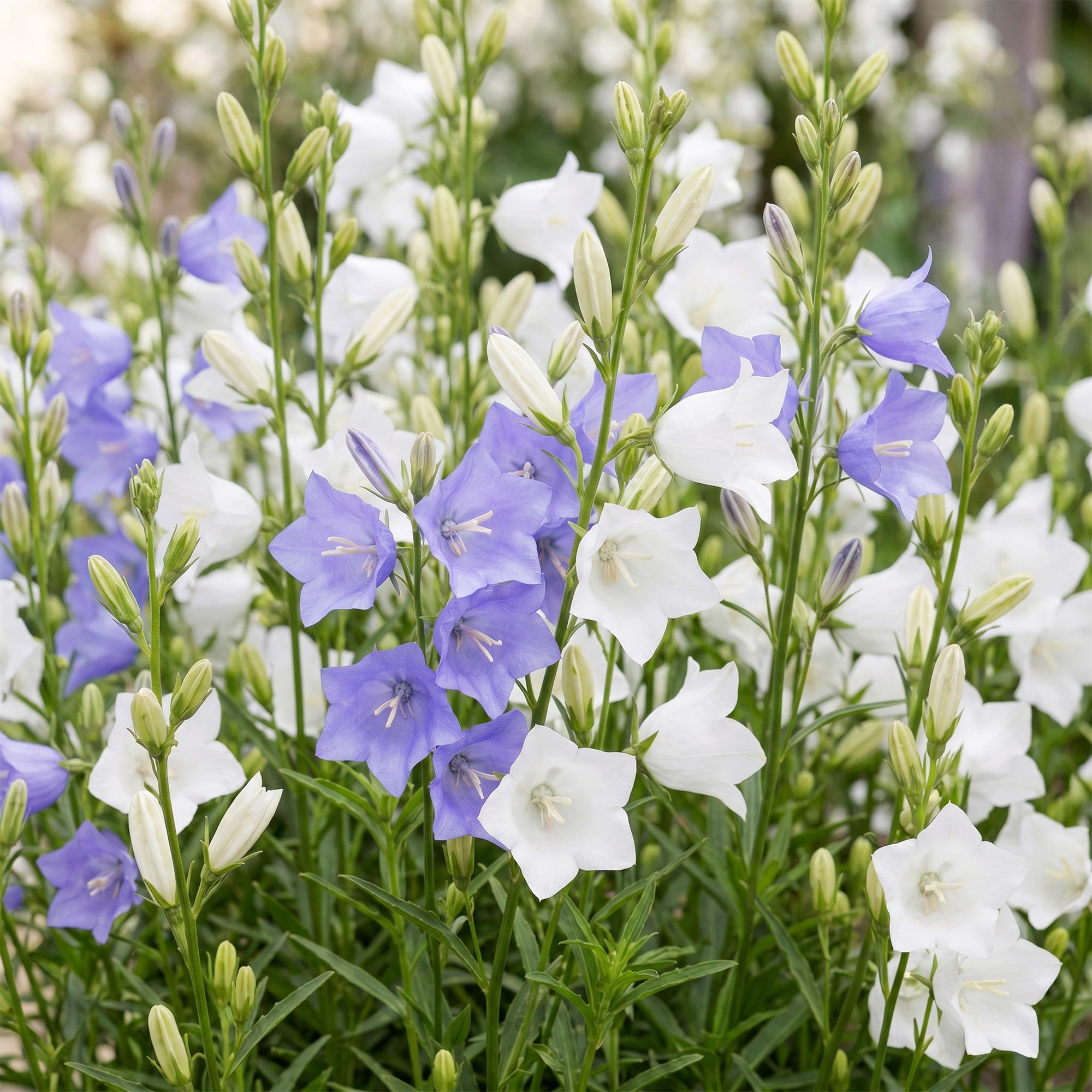 Vasteplant - Campanula persicaria Duo - Perzikbladklokje - Bijen- en vlinderlokkers - Blauw - Wit - 12 Planten - Pot 11cm - Hoogte 15-25cm