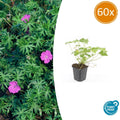 60x Geranium 'Tiny Monster' - ↕10-25cm - Ø9cm