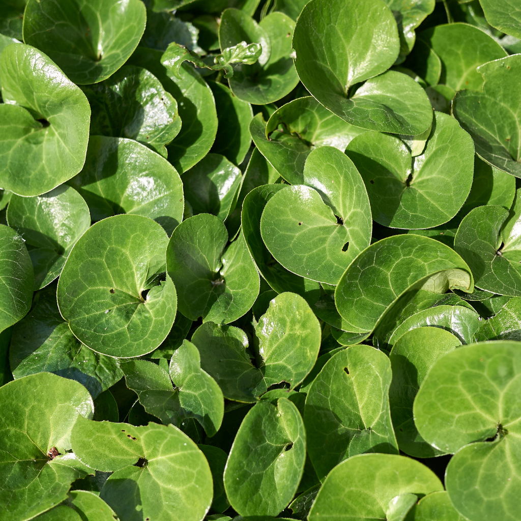 12x Asarum europaeum - ↕10-25cm - Ø9cm
