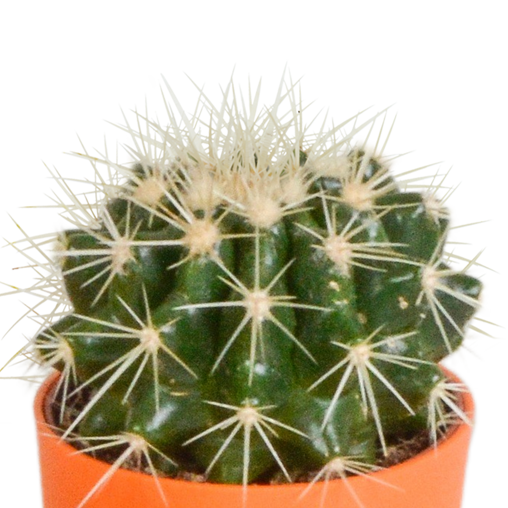 Cactus mix 5.5 cm - 5x - in gekleurde plasticpot
